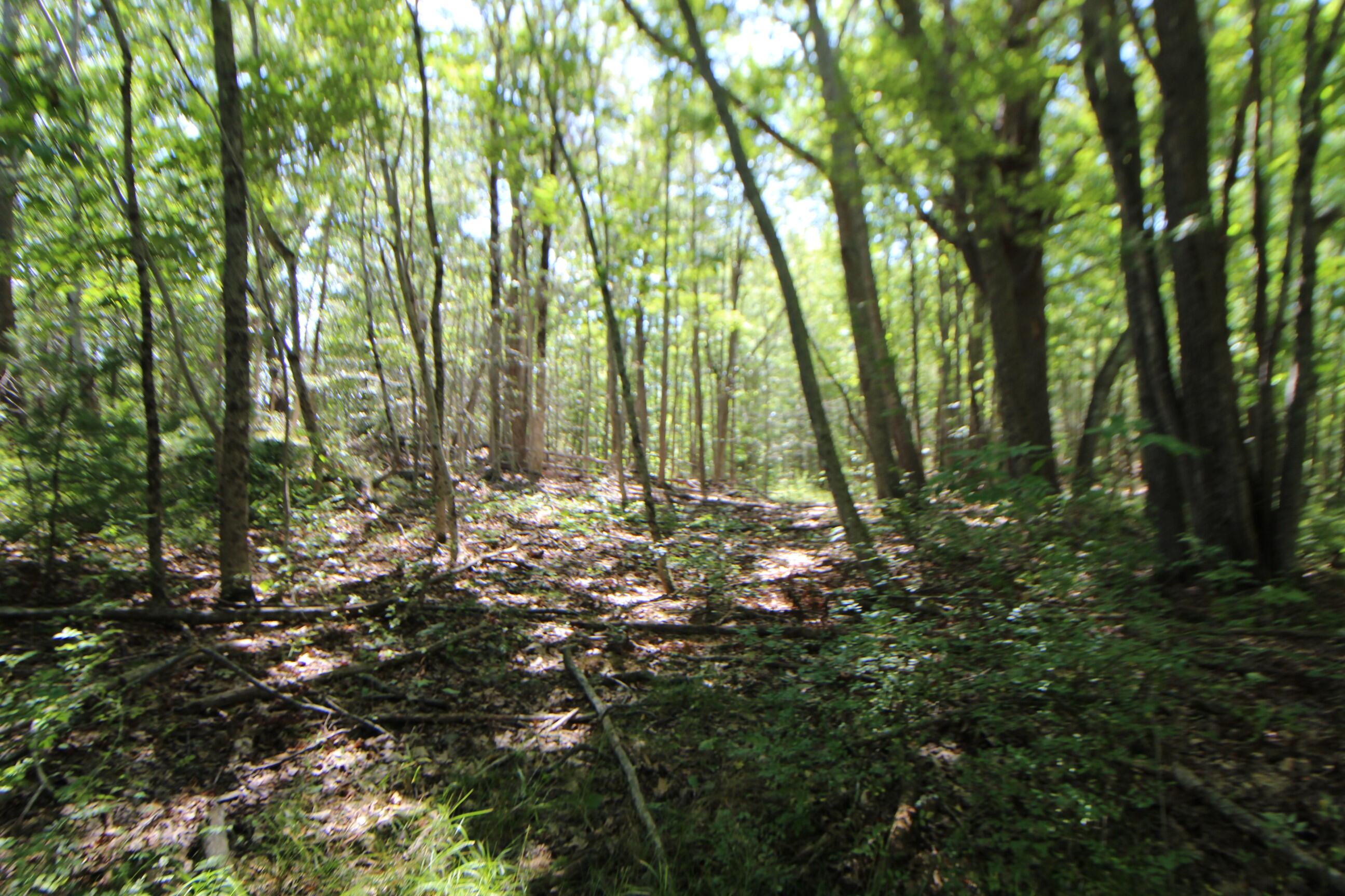 Lot 96 Pond Street Extension Street Bucksport, ME 04416 - Photo 10 of 17 IMG_0394
