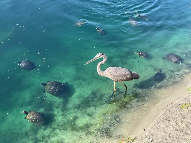 $929,000 | 266 Calusa Boulevard, Destin, FL 32541