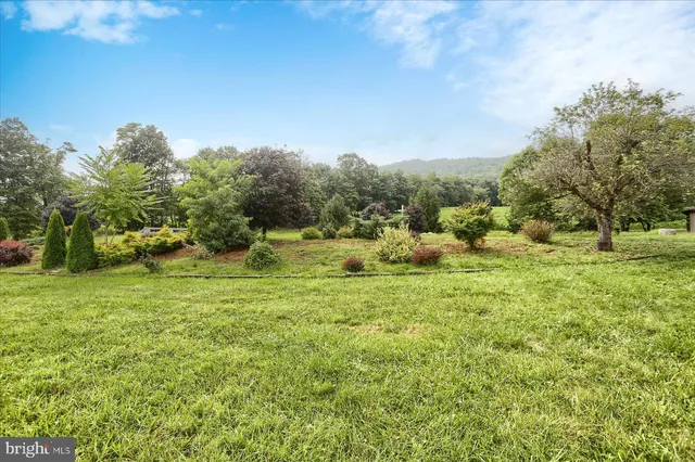 a view of a big yard with potted plants and large tree