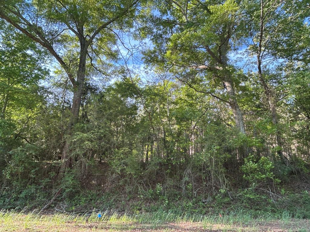 Lot 6-3 -ac Cty Road Newville, AL 36353 - Photo 12 of 24