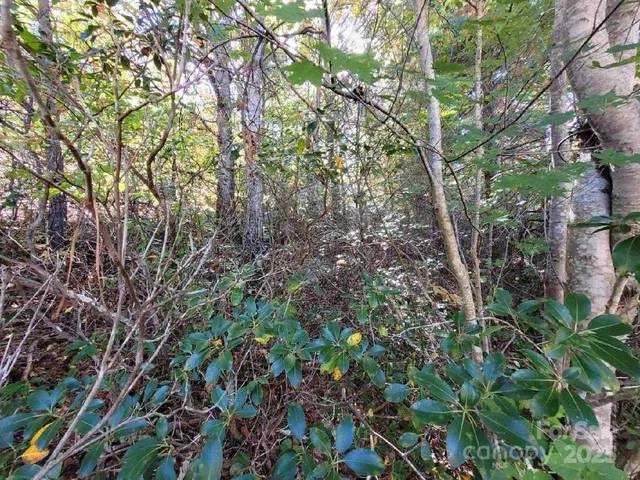 a view of a tree with a yard