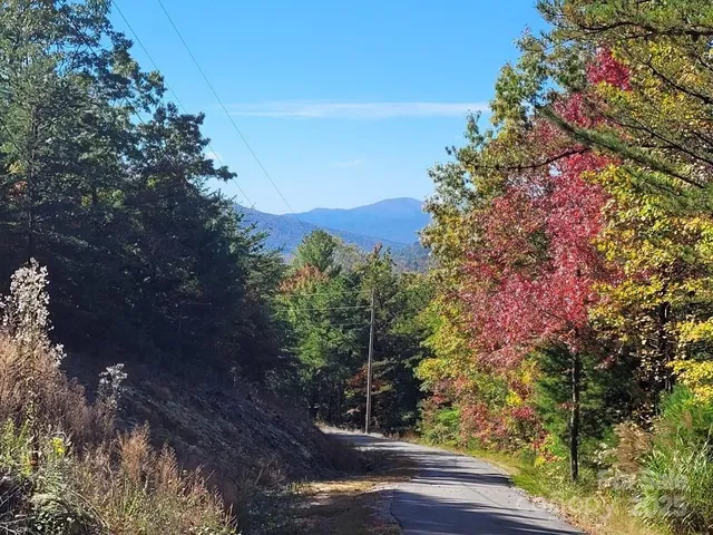 a view of a yard with plants