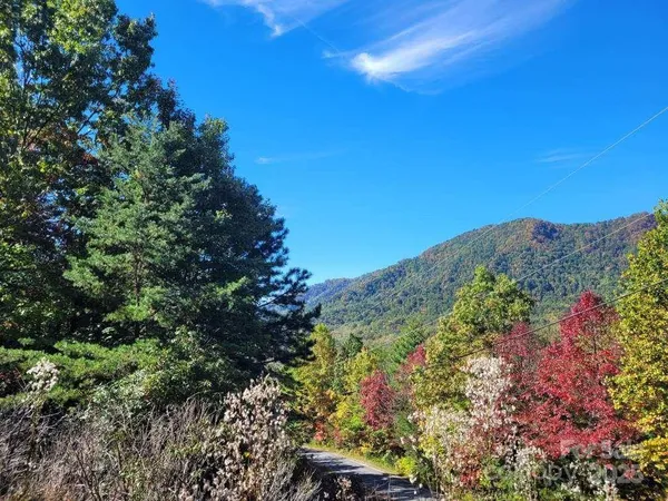 a view of a bunch of flowers and trees
