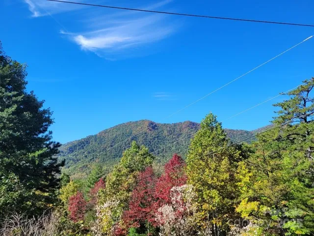 a view of a bunch of flowers and trees