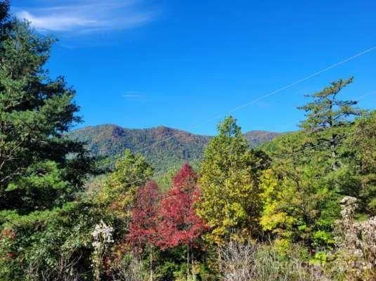a view of a bunch of flowers in middle of garden