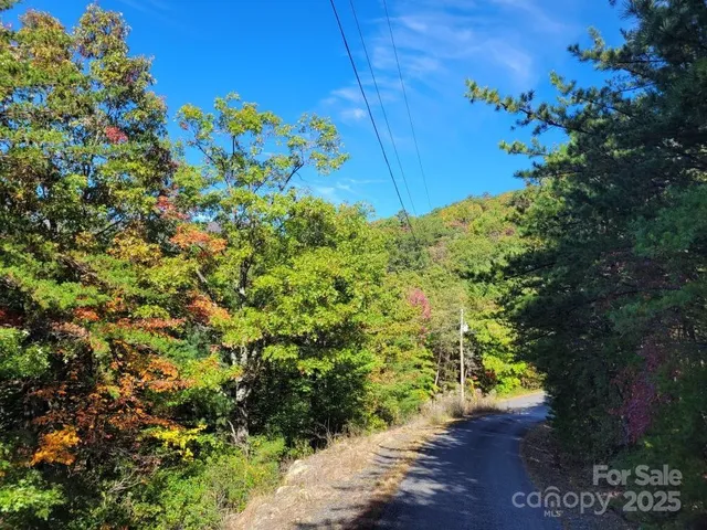 a view of a tree with a tree