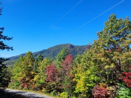 a view of a yard with plants