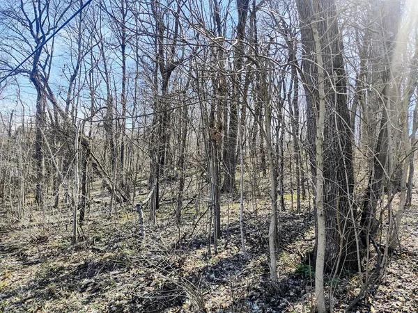 a view of a yard with lots of trees