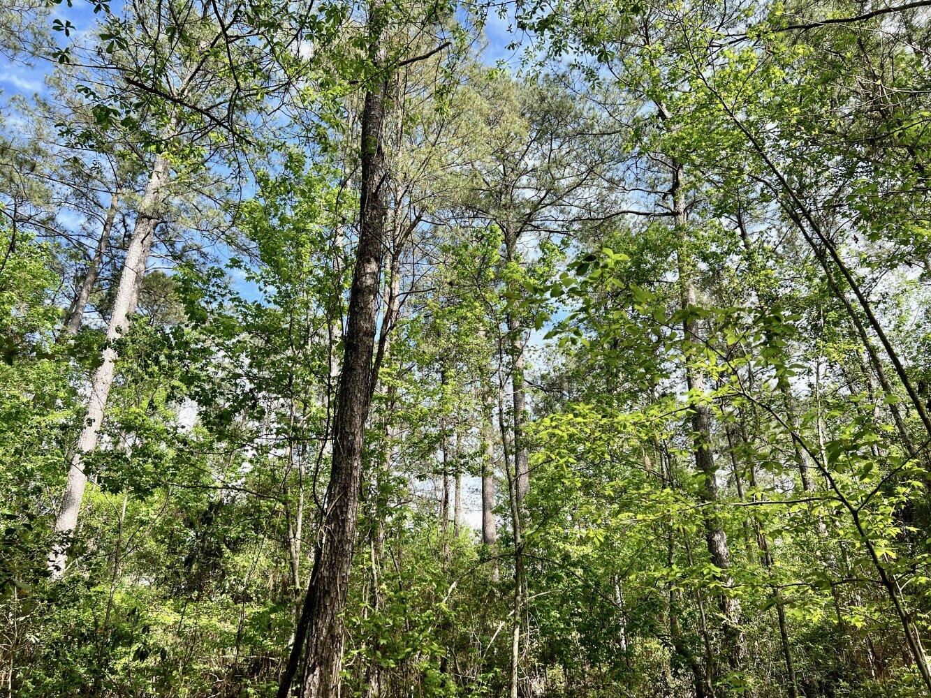 0 Broughton Road Stockton, AL 36579 - Photo 12 of 14