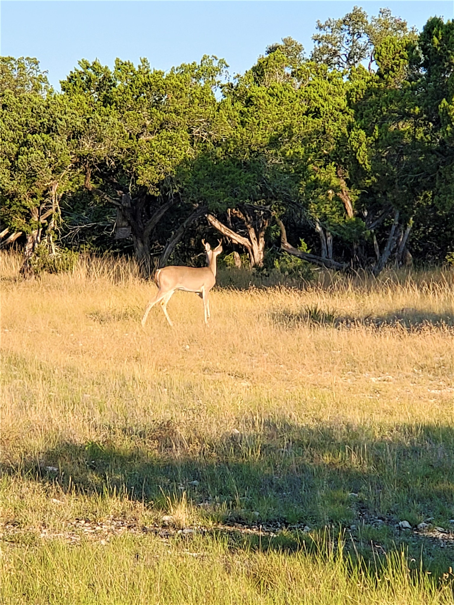 989 Cedar Ridge Road Junction, TX 76849 - Photo 11 of 50