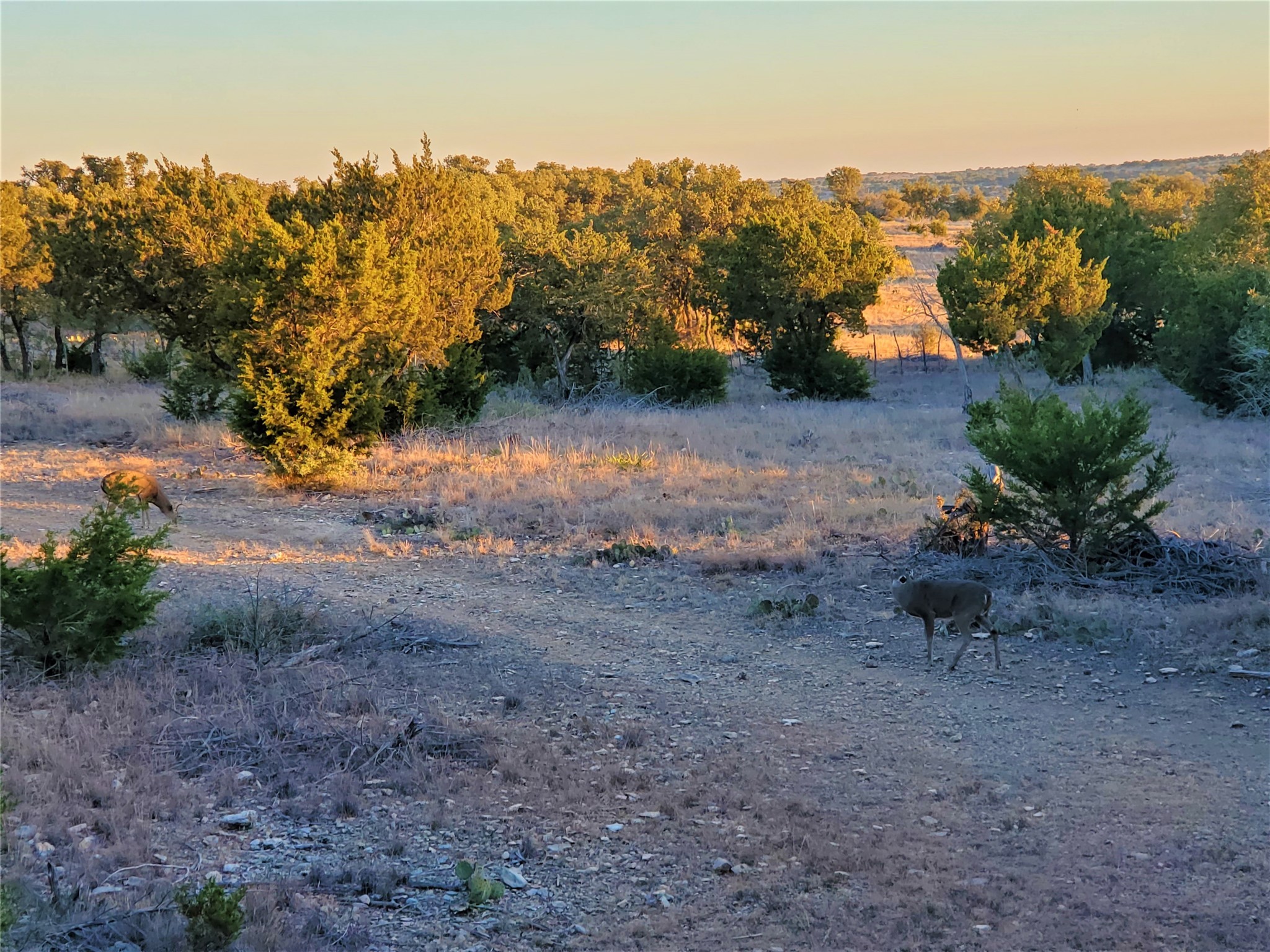 989 Cedar Ridge Road Junction, TX 76849 - Photo 14 of 50 a view of a park with large trees