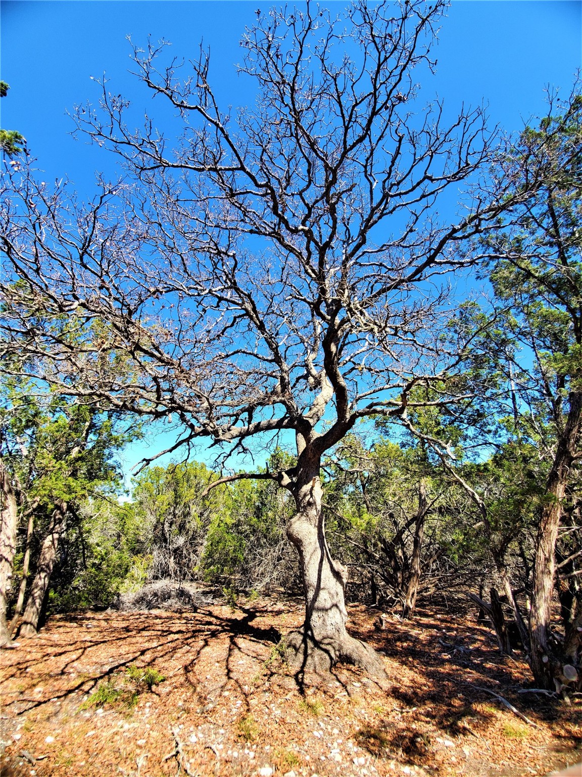 989 Cedar Ridge Road Junction, TX 76849 - Photo 15 of 50 a backyard of a house with lots of green space