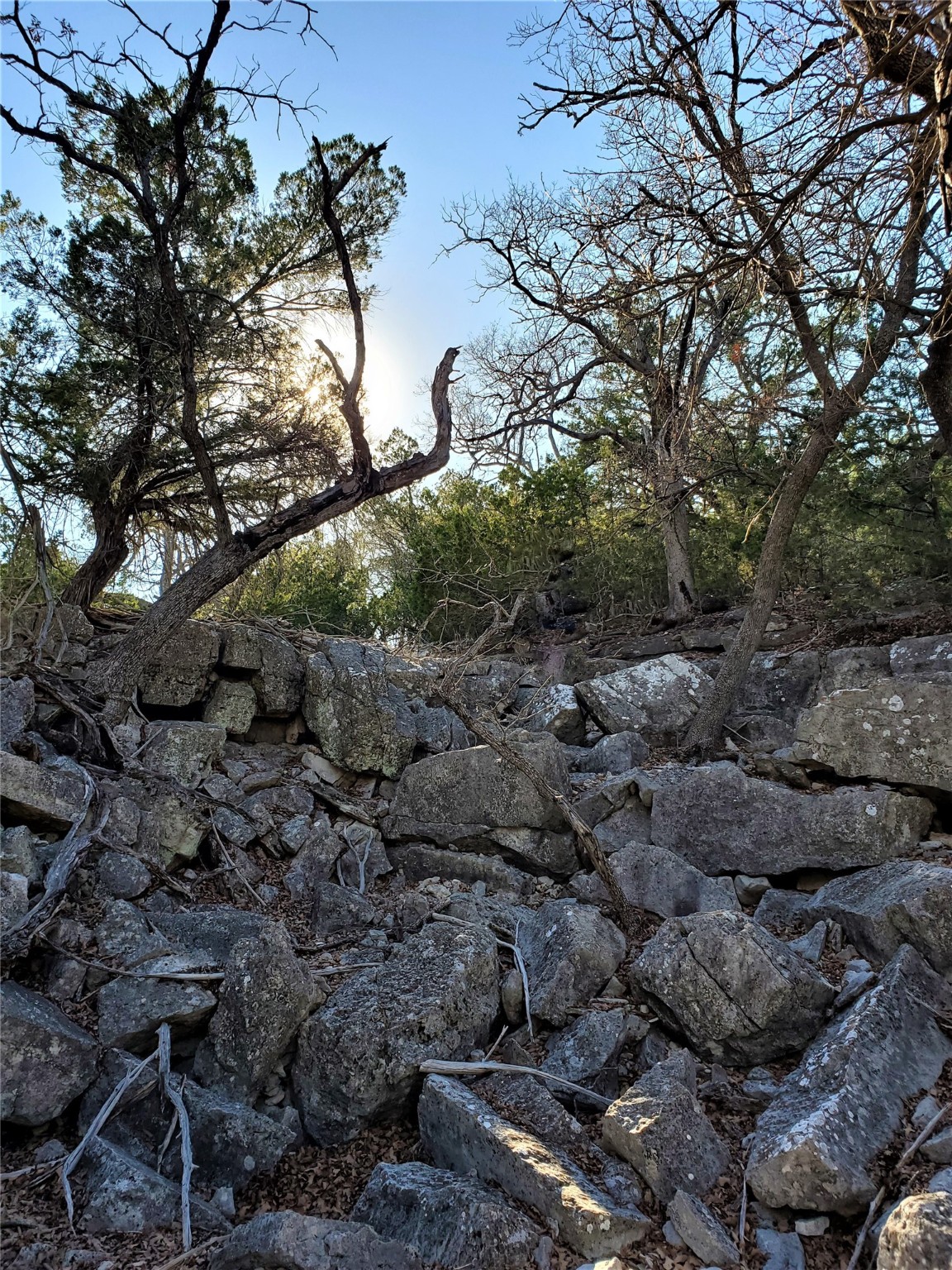 989 Cedar Ridge Road Junction, TX 76849 - Photo 16 of 50 a view of a tree with a yard