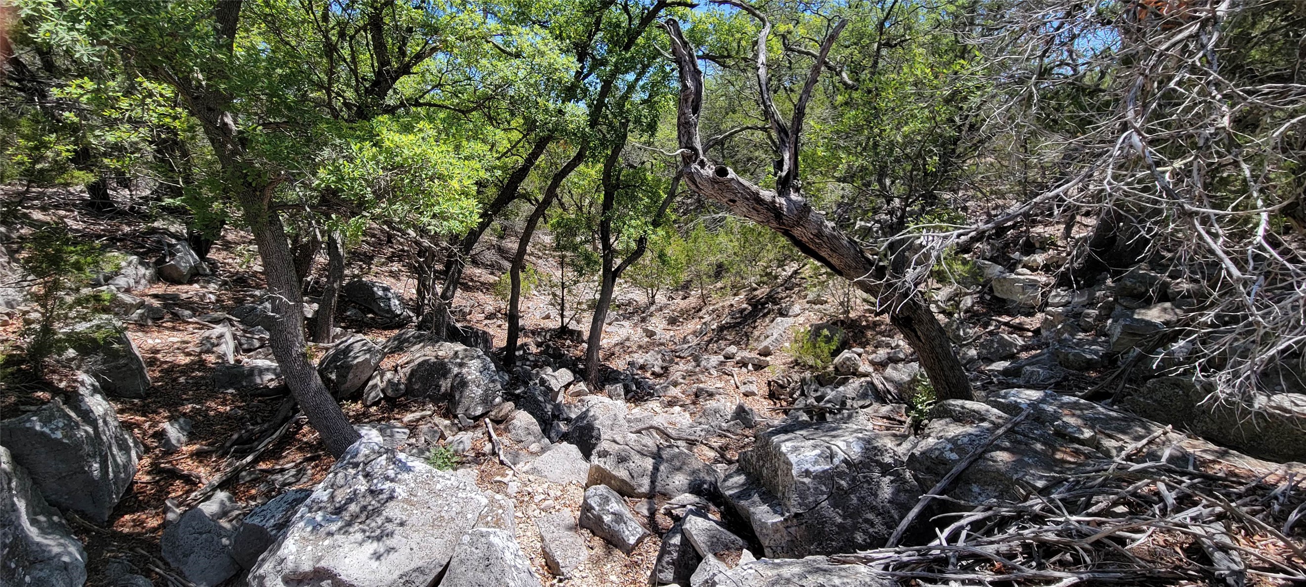 989 Cedar Ridge Road Junction, TX 76849 - Photo 17 of 50 a view of a tree