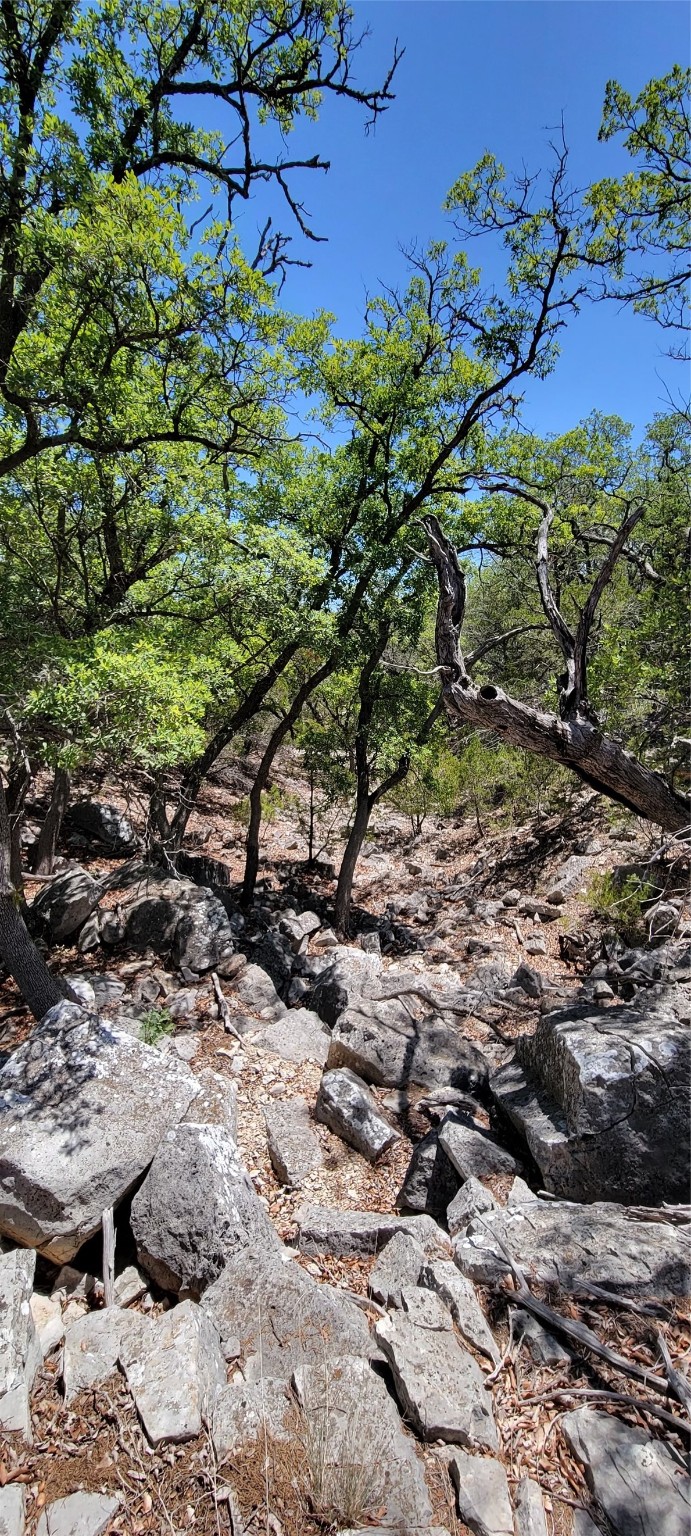 989 Cedar Ridge Road Junction, TX 76849 - Photo 18 of 50 a view of a bunch of plants and tree