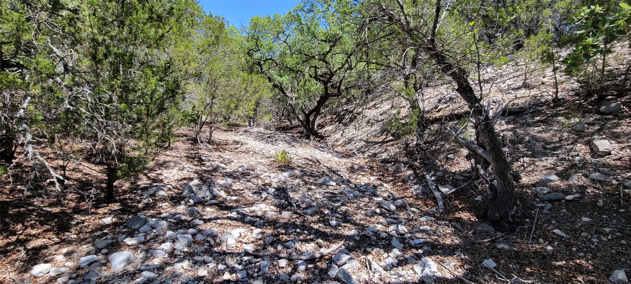 989 Cedar Ridge Road Junction, TX 76849 - Photo 22 of 50 a view of a yard with a tree
