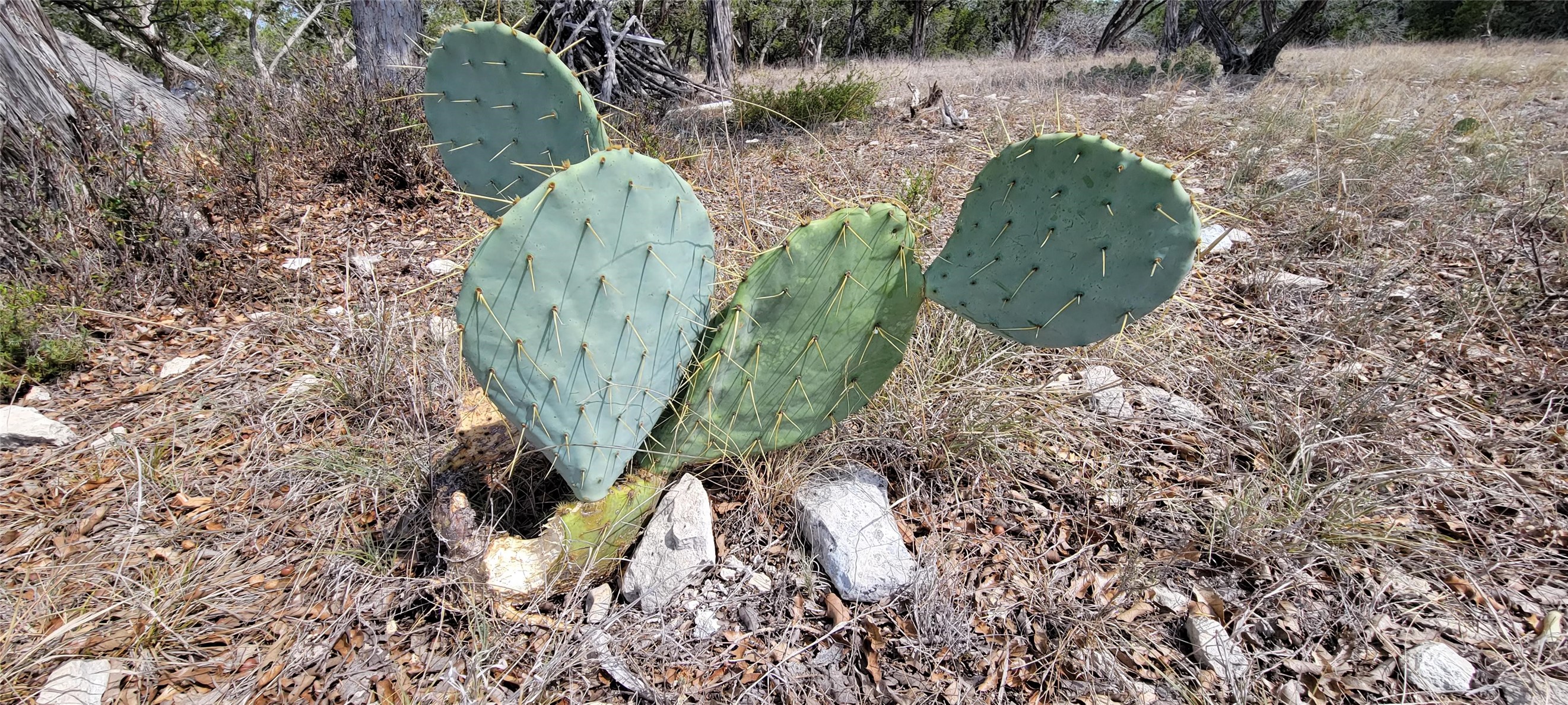 989 Cedar Ridge Road Junction, TX 76849 - Photo 24 of 50 a view of a bird of a building