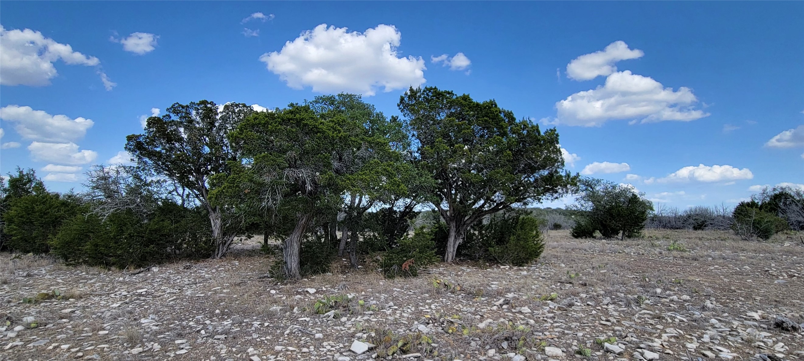 989 Cedar Ridge Road Junction, TX 76849 - Photo 29 of 50 a view of a flower in the middle of a yard