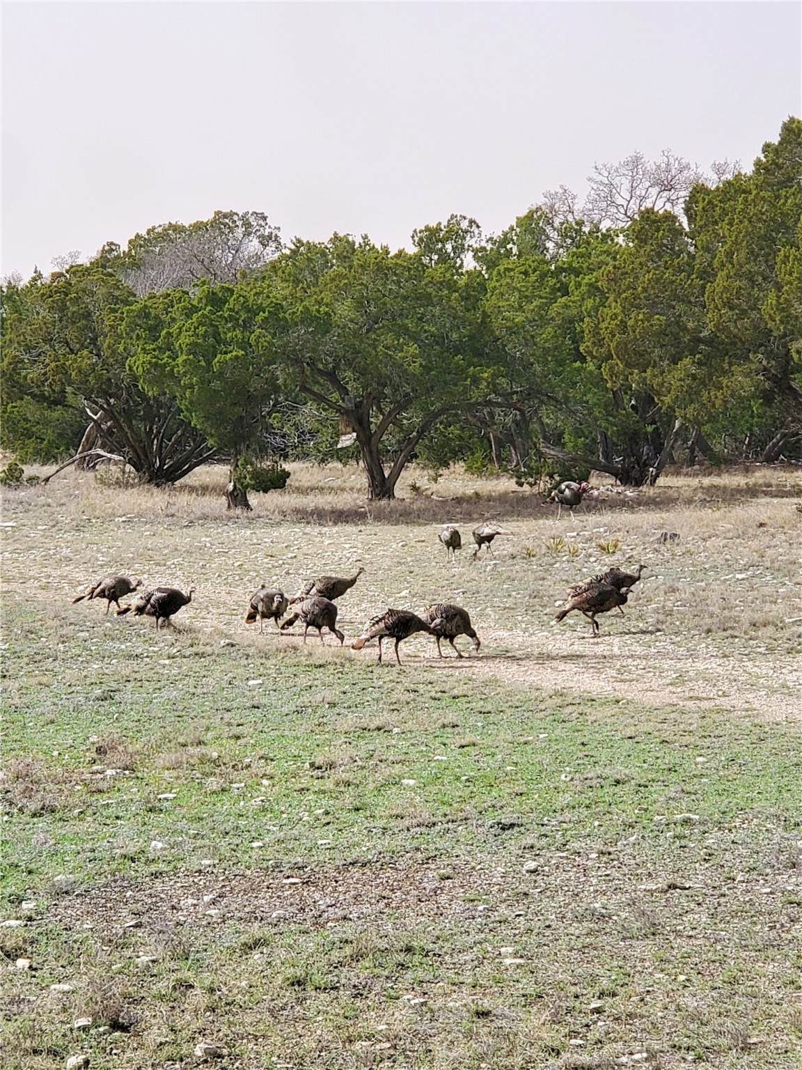 989 Cedar Ridge Road Junction, TX 76849 - Photo 3 of 50 a view of a beach with a swimming pool