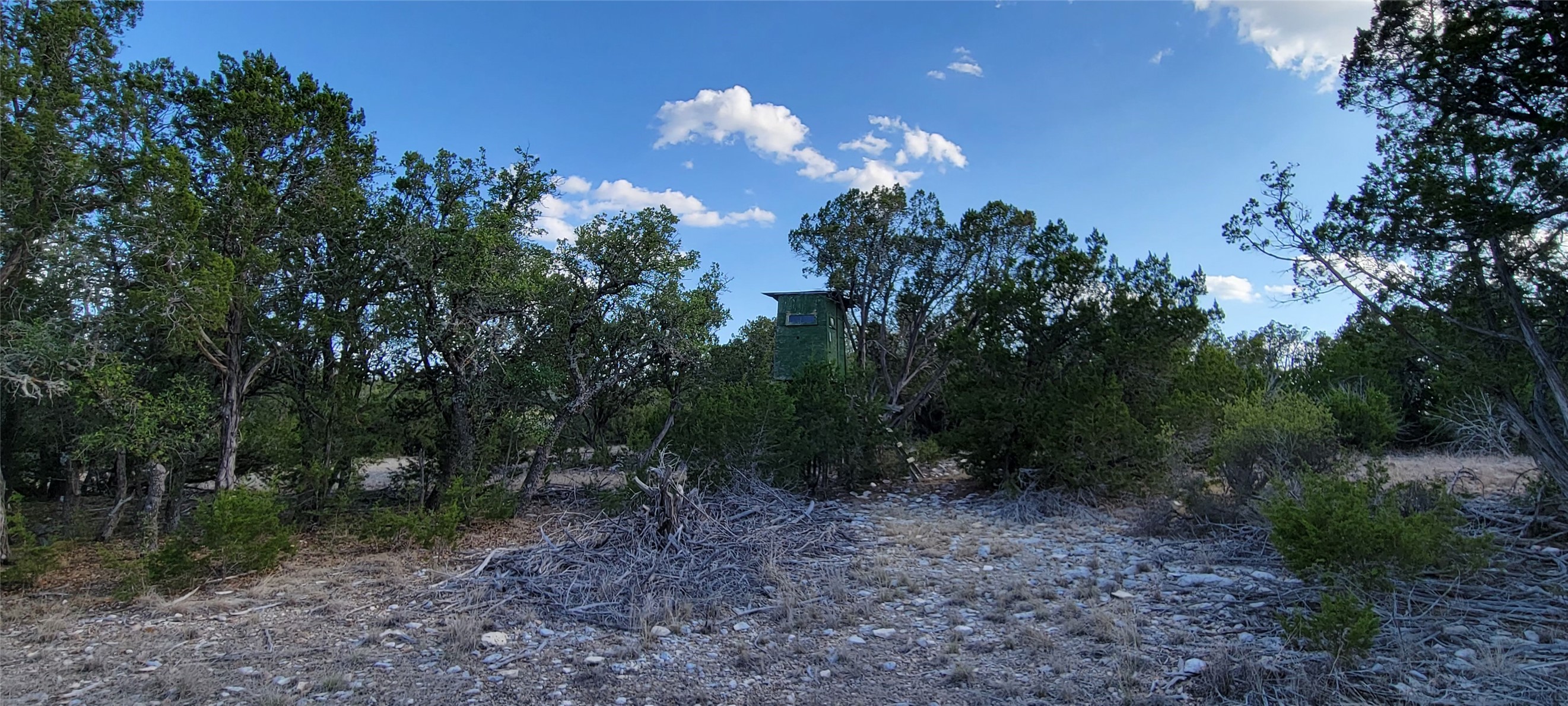 989 Cedar Ridge Road Junction, TX 76849 - Photo 32 of 50 a view of a forest that has large trees