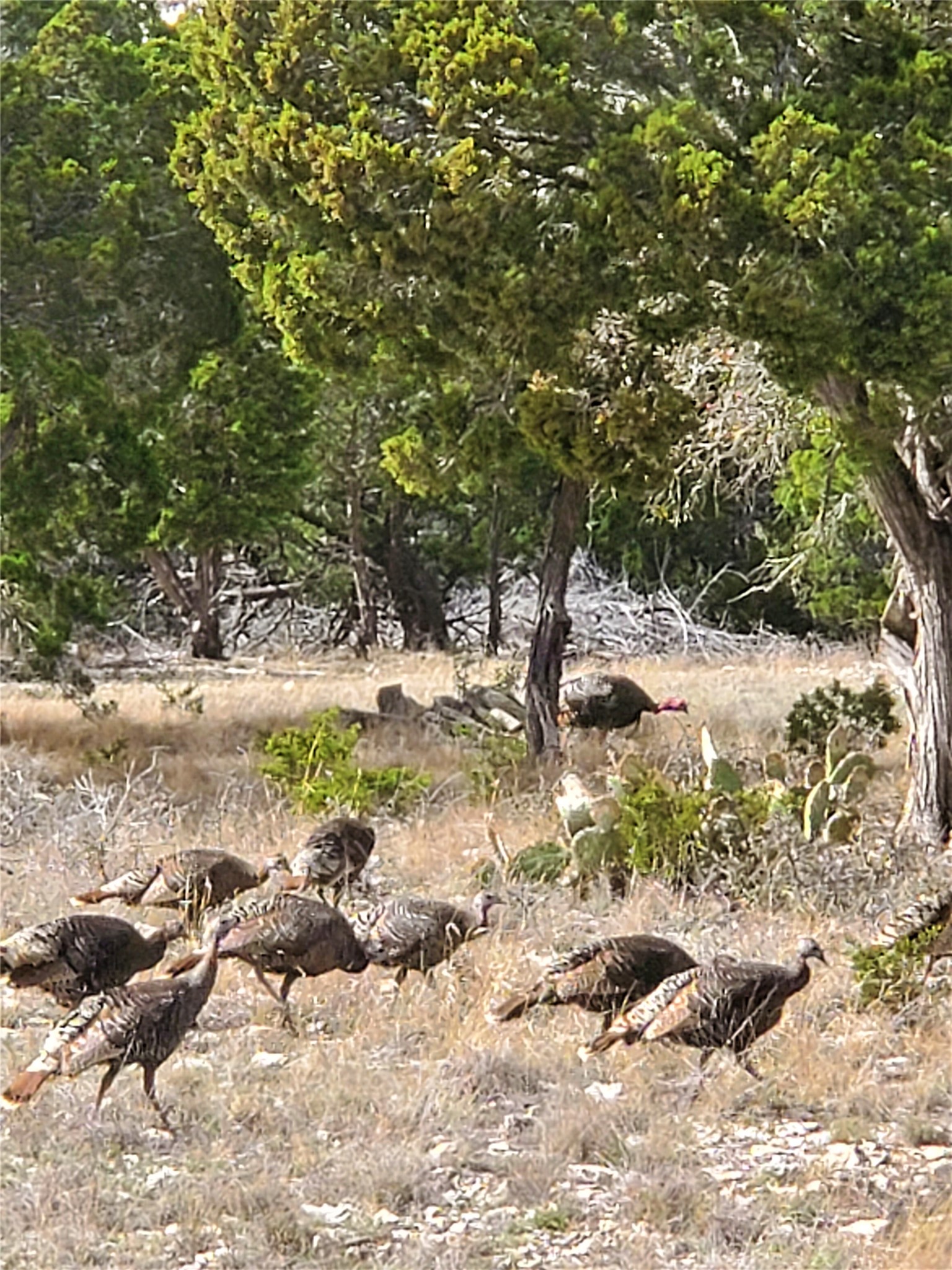 989 Cedar Ridge Road Junction, TX 76849 - Photo 4 of 50