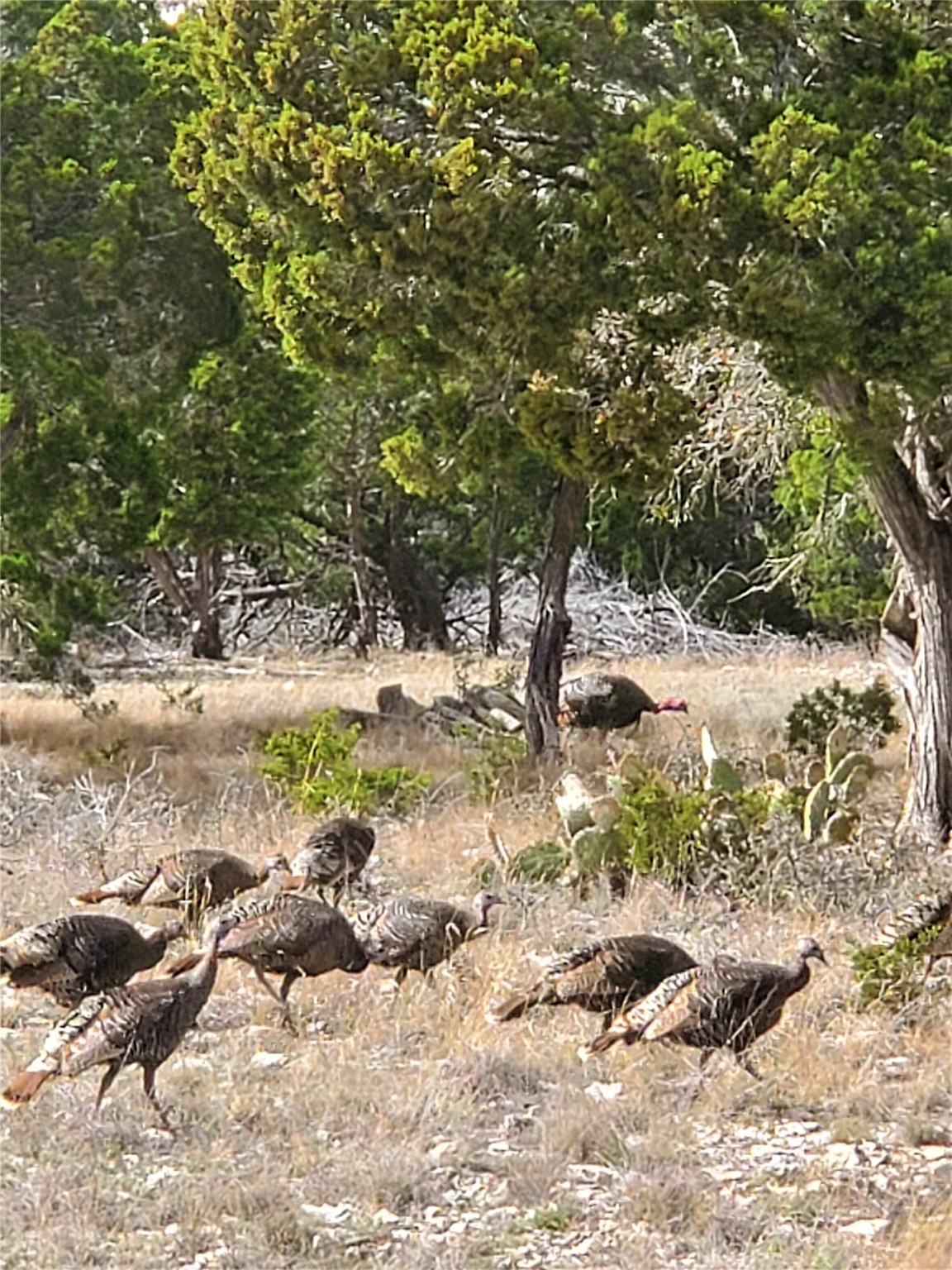989 Cedar Ridge Road Junction, TX 76849 - Photo 4 of 50 a view of a large tree with yard