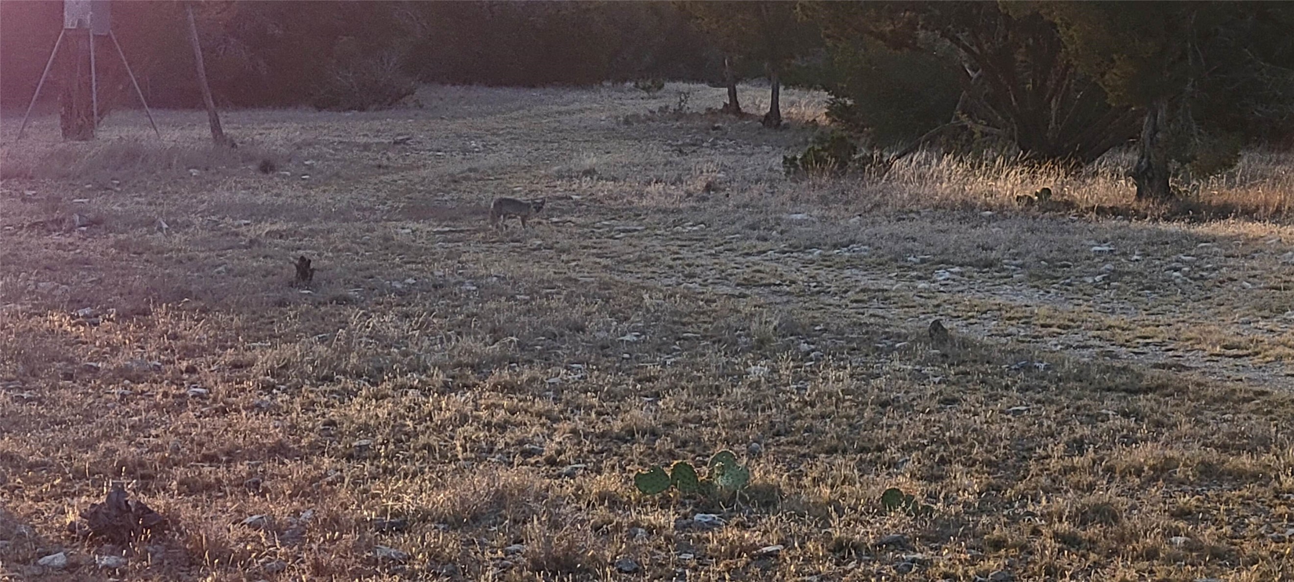989 Cedar Ridge Road Junction, TX 76849 - Photo 5 of 50 a view of a yard with a tree