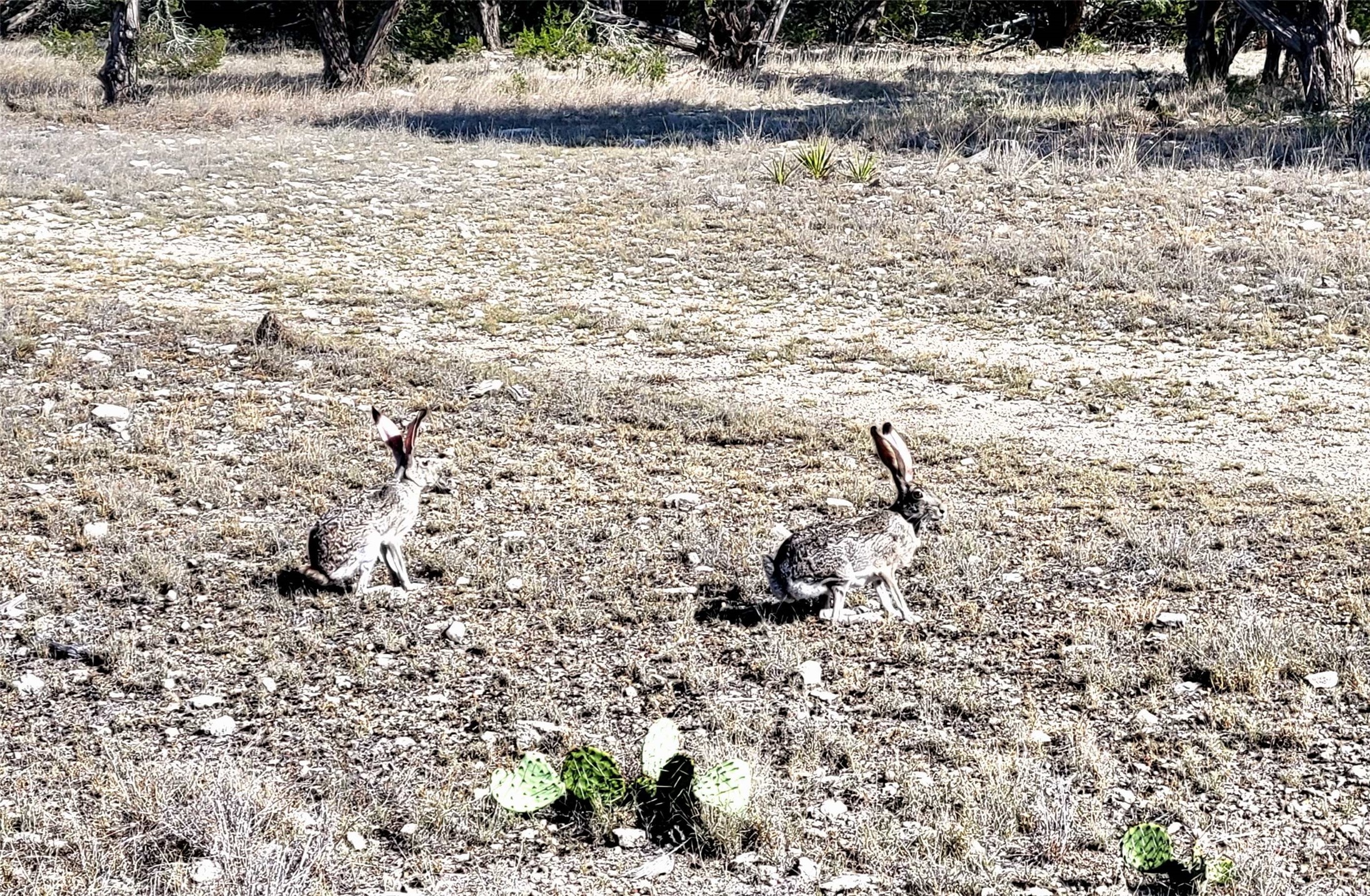 989 Cedar Ridge Road Junction, TX 76849 - Photo 6 of 50 a view of outdoor space view