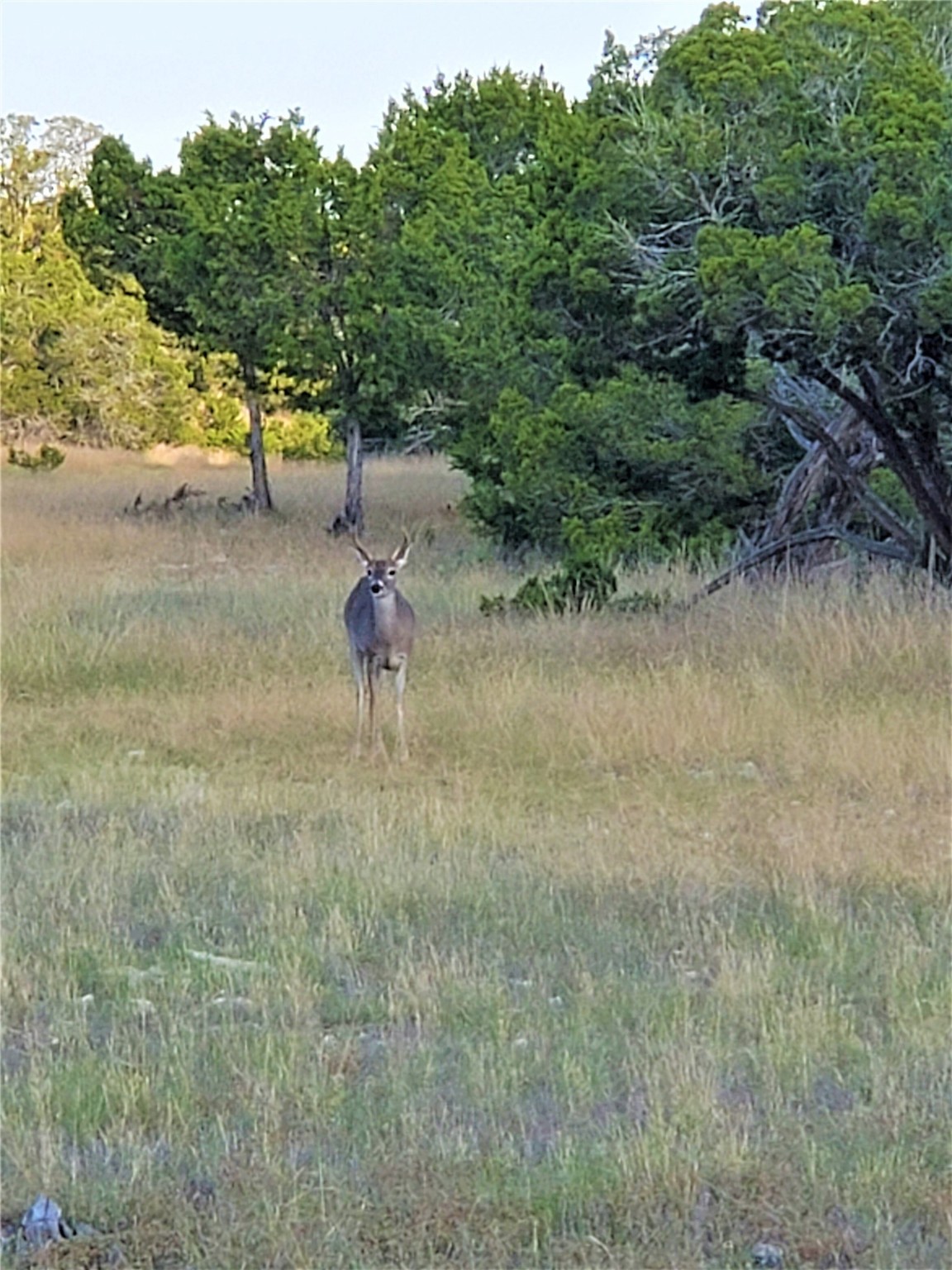 989 Cedar Ridge Road Junction, TX 76849 - Photo 7 of 50 a view of a yard