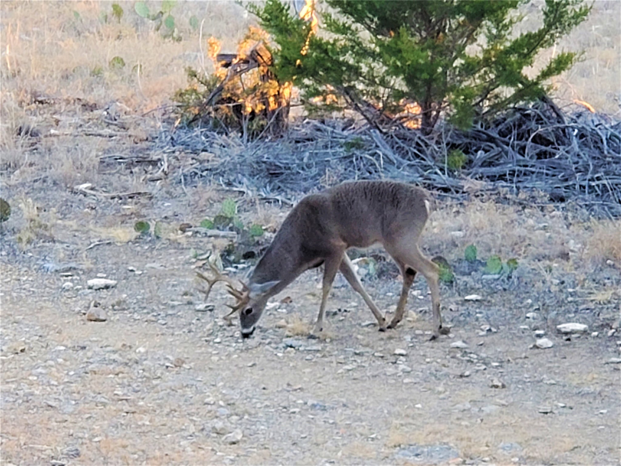989 Cedar Ridge Road Junction, TX 76849 - Photo 8 of 50 a backyard of a house with table and chairs