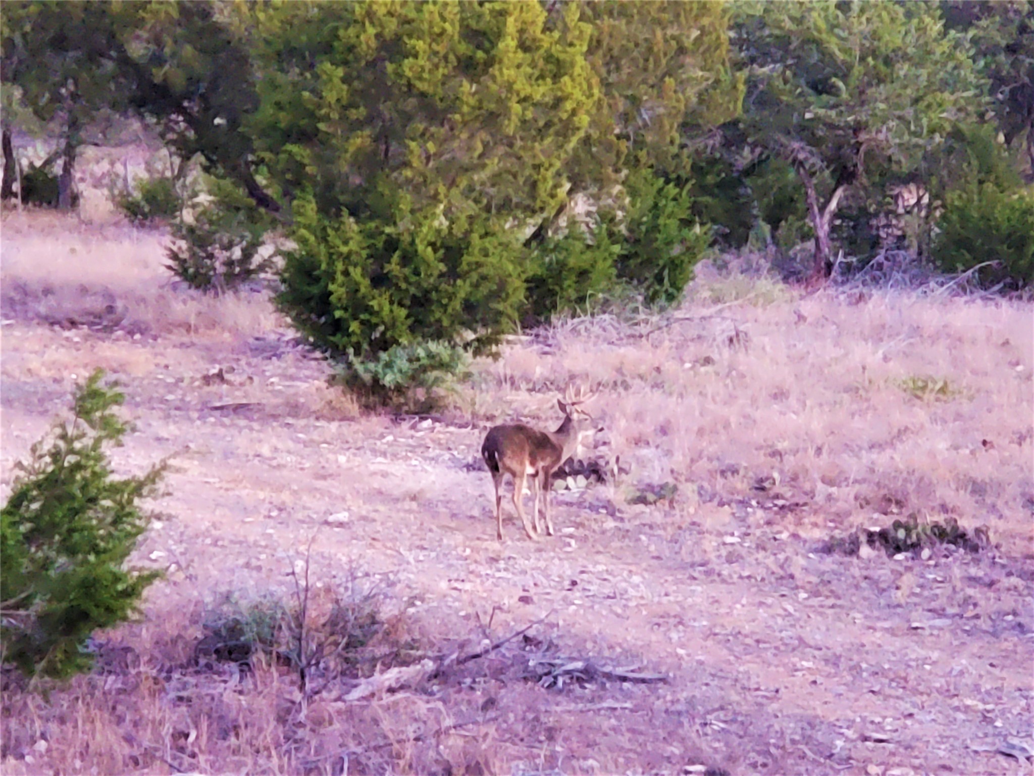989 Cedar Ridge Road Junction, TX 76849 - Photo 9 of 50 a backyard of a house with lots of green space