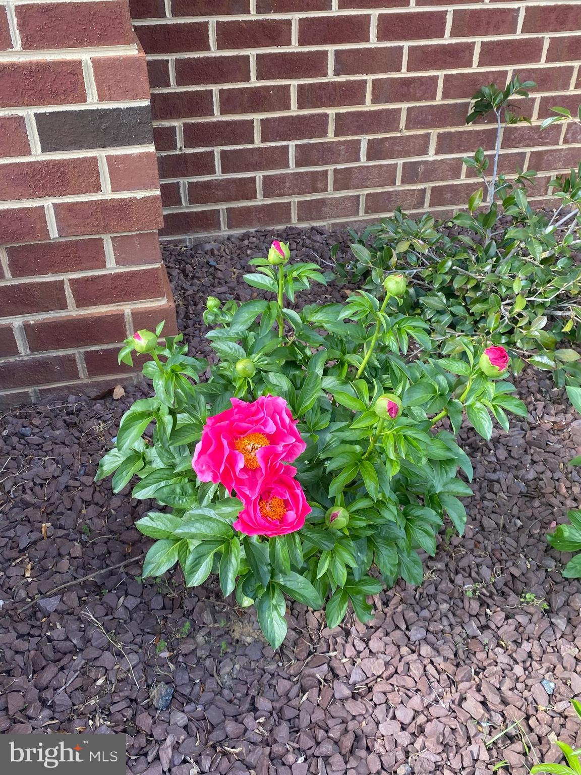 9505 Pep Rally Lane Waldorf, MD 20603 - Photo 6 of 37 Beautiful Peonies