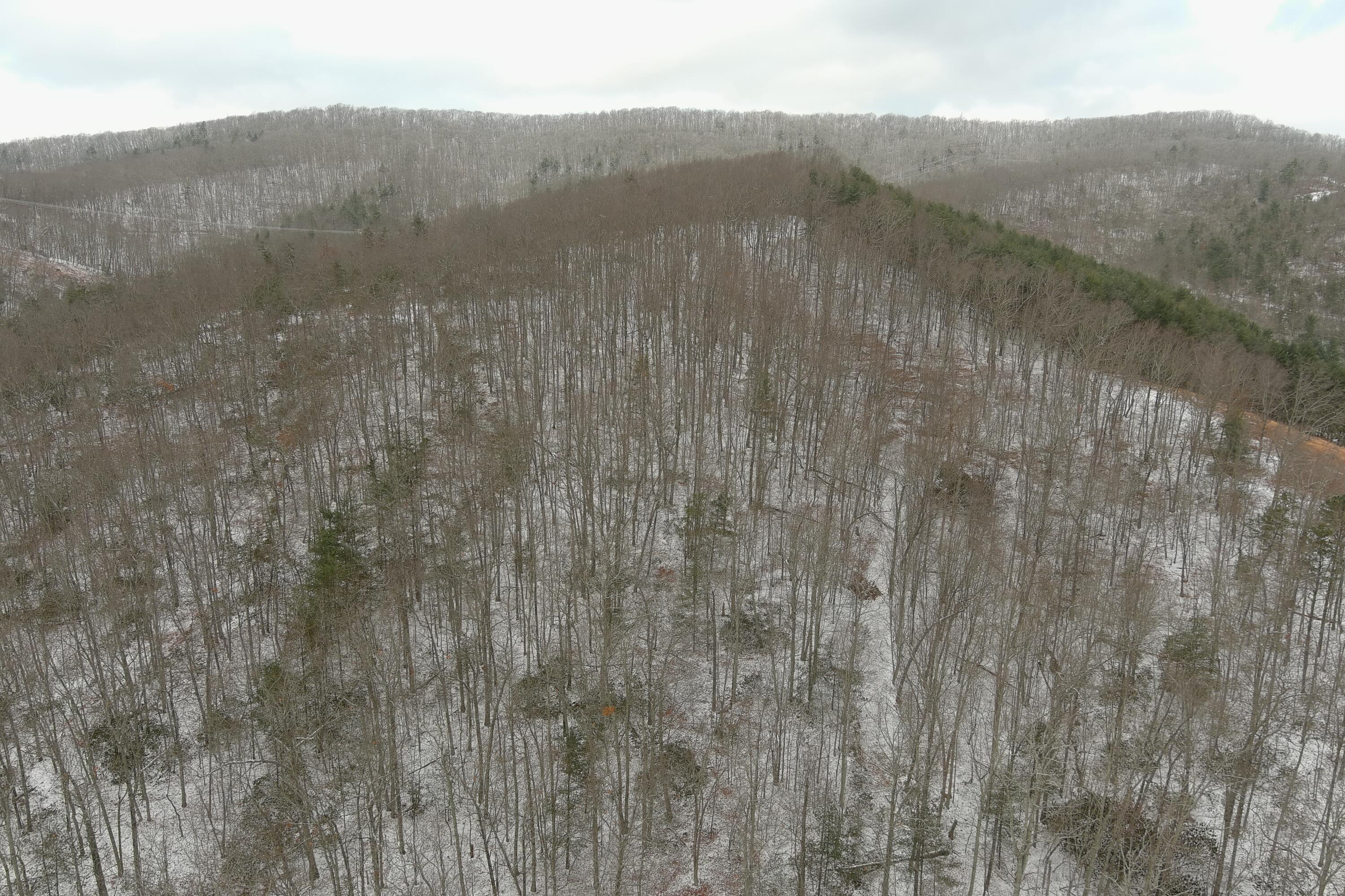 0 Higgs Road Northwest Willis, VA 24380 - Photo 28 of 34 MAX_0062