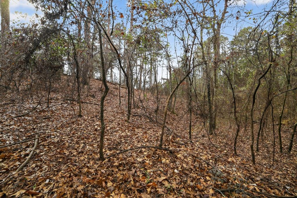 868 County Road 2920 Alba, TX 75410 - Photo 12 of 36 a view of a yard with a tree