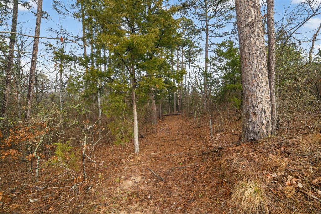 868 County Road 2920 Alba, TX 75410 - Photo 20 of 36 a view of a forest with trees in the background