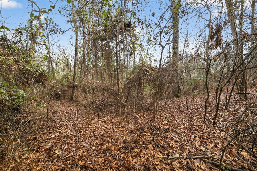 868 County Road 2920 Alba, TX 75410 - Photo 23 of 36 a view of a yard with lots of bushes