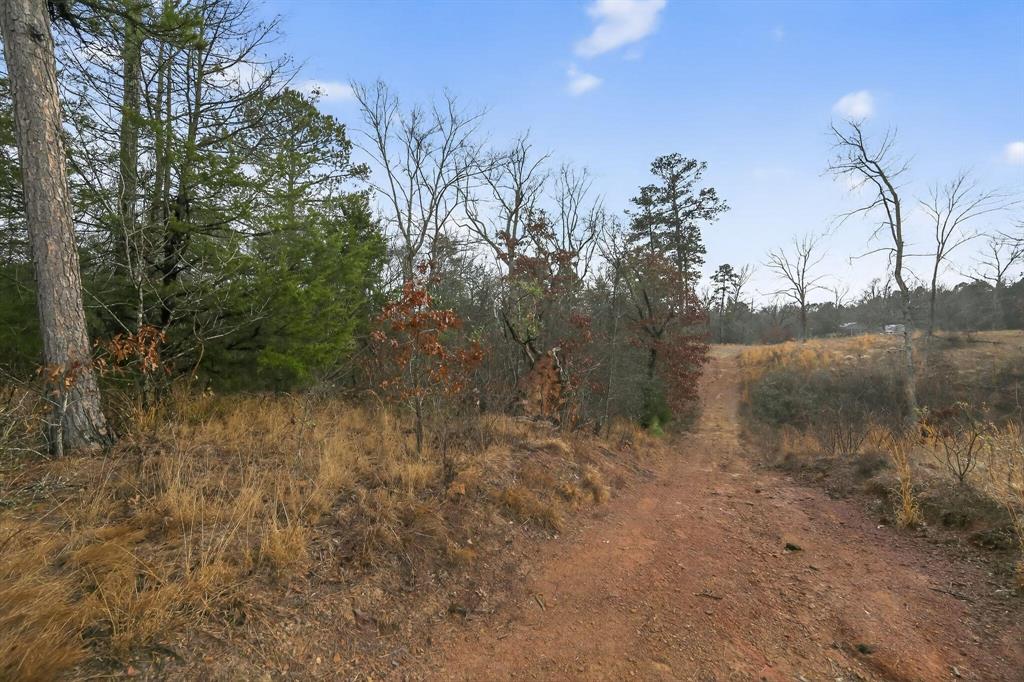 868 County Road 2920 Alba, TX 75410 - Photo 6 of 36 a view of a forest with trees in the background