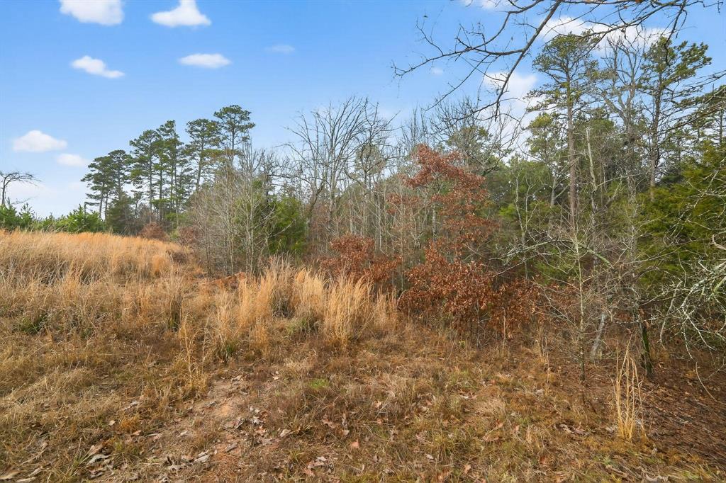 868 County Road 2920 Alba, TX 75410 - Photo 10 of 36 a view of a forest