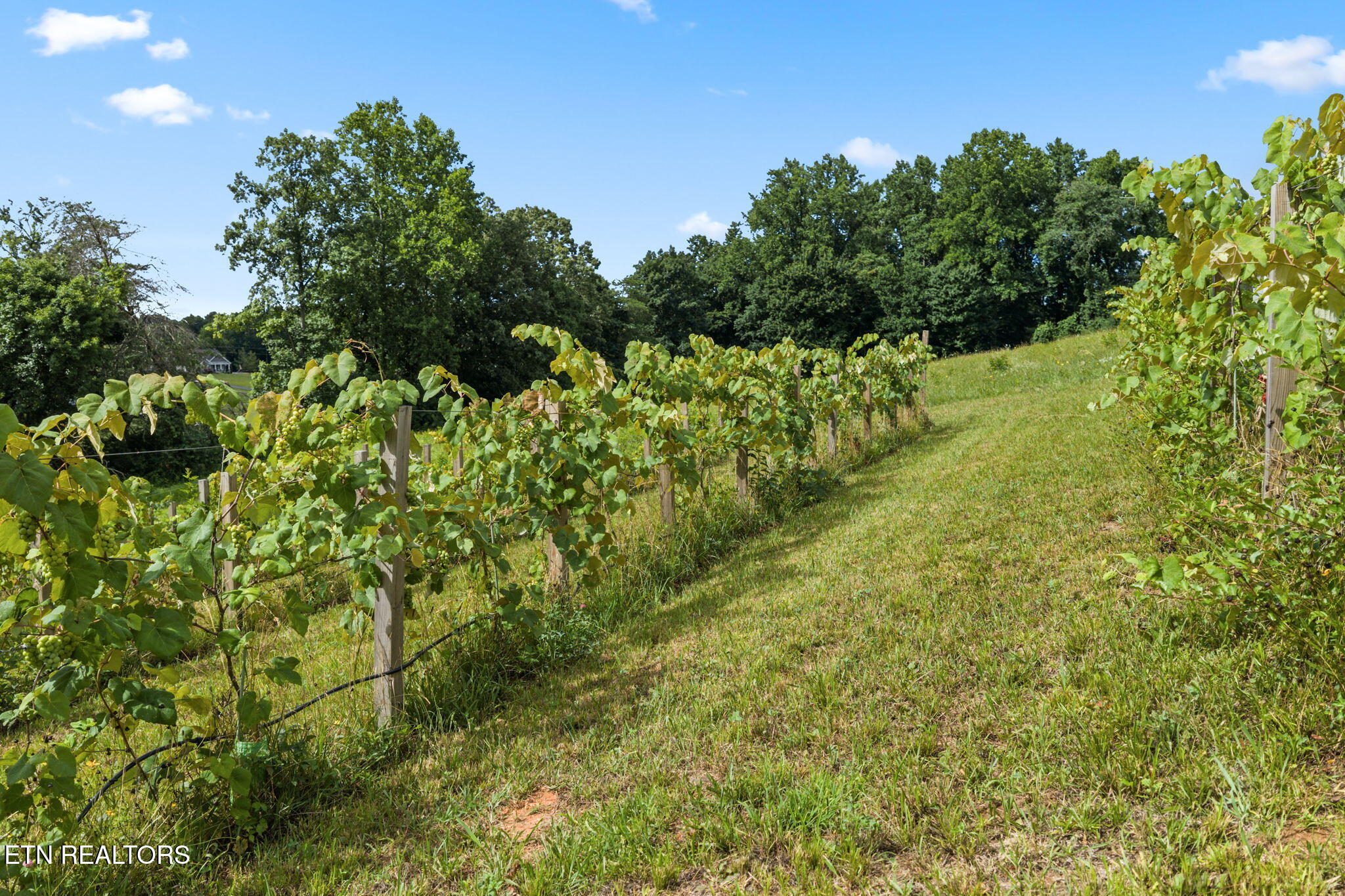 260 Long Hollow Road Clinton, TN 37716 - Photo 13 of 47 13-web-or-mls-620 Long Hollow-063