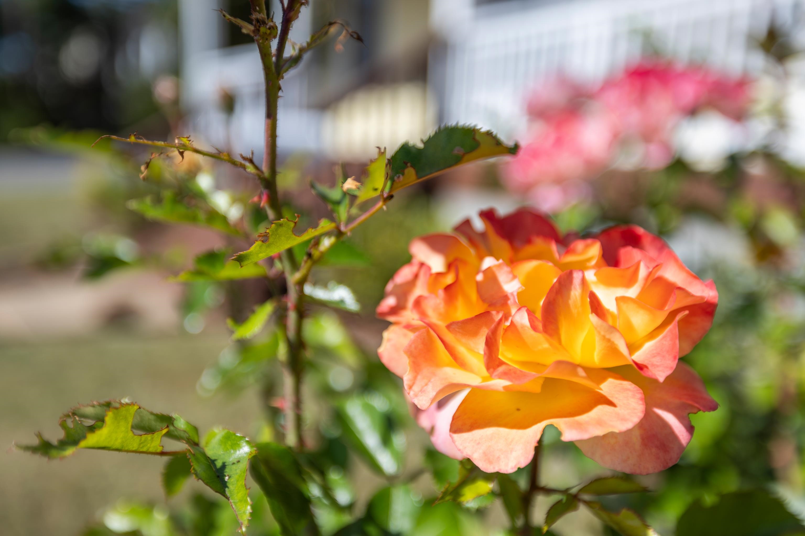 477 Chestnut Avenue Waynesboro, VA 22980 - Photo 8 of 49