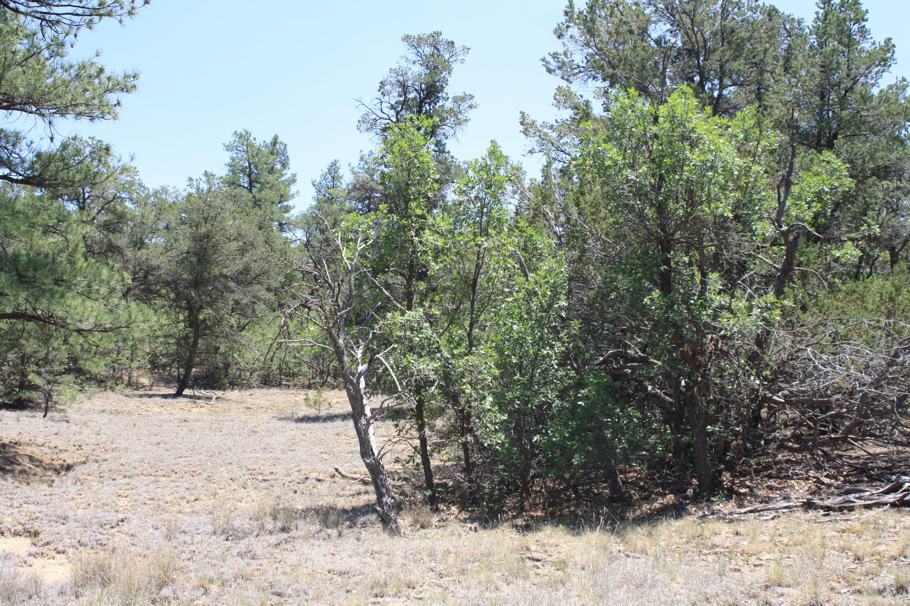 4-6 Bodean Road Ramah, NM 87357 - Photo 21 of 58 Gallery Image 21