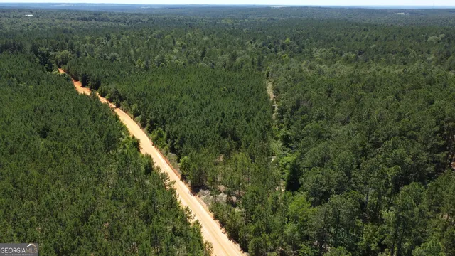 a view of a forest with a mountain in the background