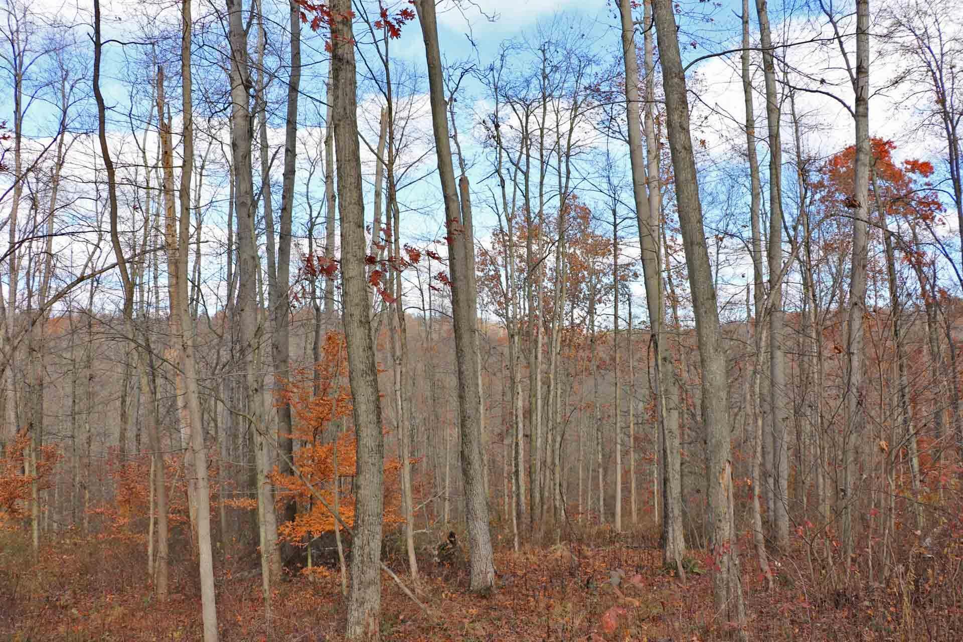 0 Brush Run Road Walhonding, OH 43843 - Photo 2 of 4 0E4A2316