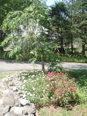 76 Holt Road Andover, MA 01810 - Photo 30 of 30 a view of a garden with flowers