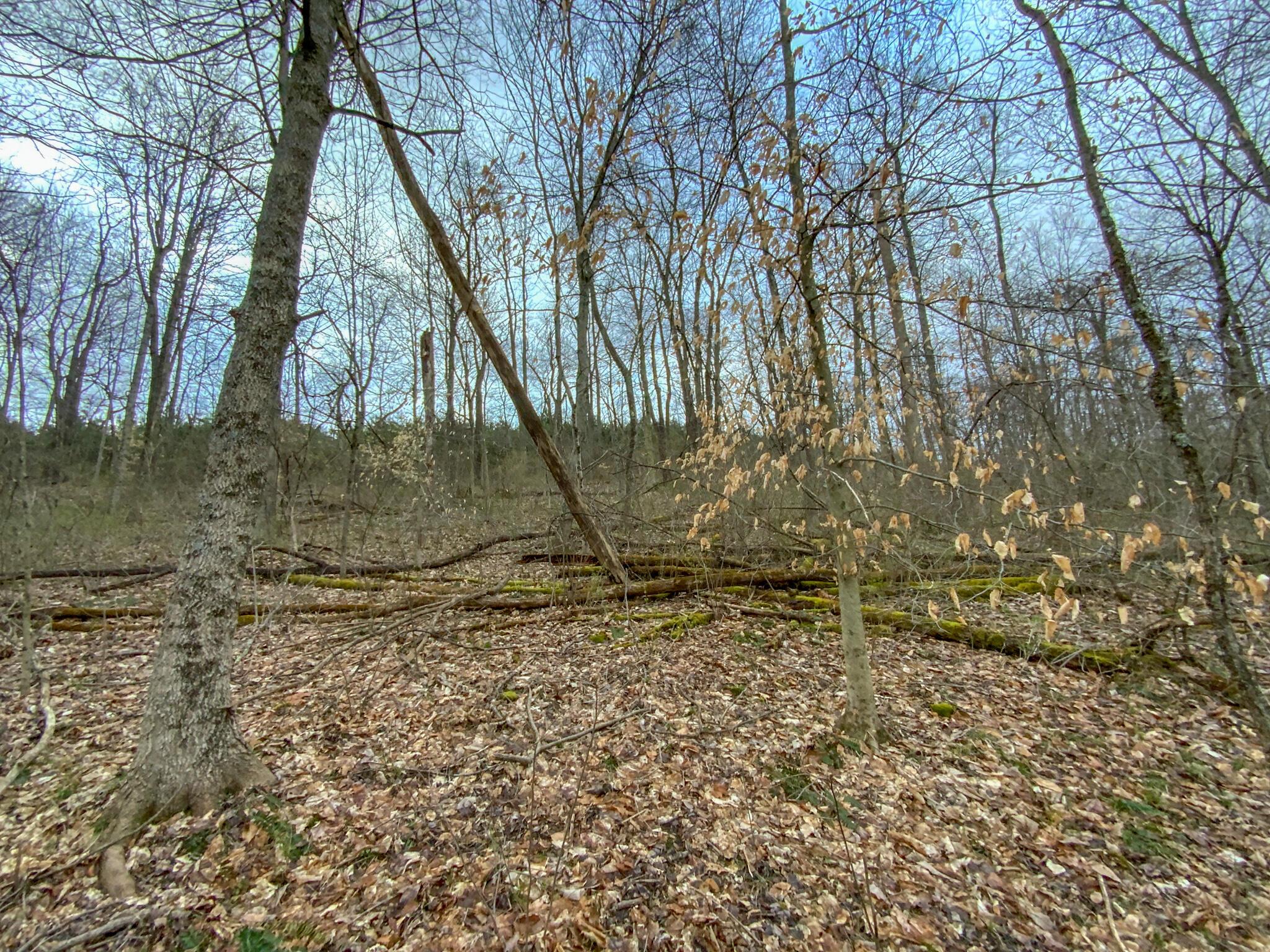 Lot 2 Fogle Road Caldwell, OH 43724 - Photo 14 of 23 IMG_5299