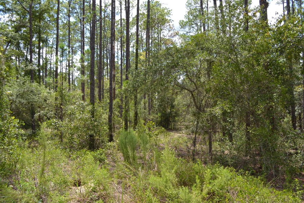 Tbd Southwest Obee Ridge Road Dunnellon, FL 34431 - Photo 1 of 1 a view of a yard