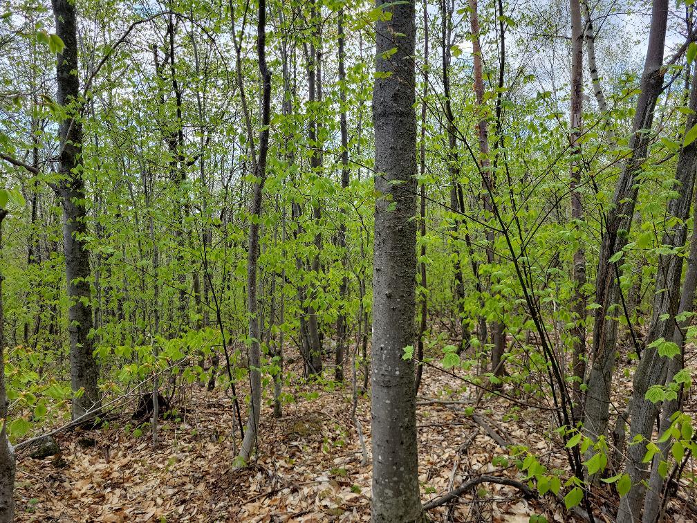 Lot 11 Swift River Road Byron, ME 04275 - Photo 8 of 72 photo_0d0854e7-132d-47b1-a719-fde704049d