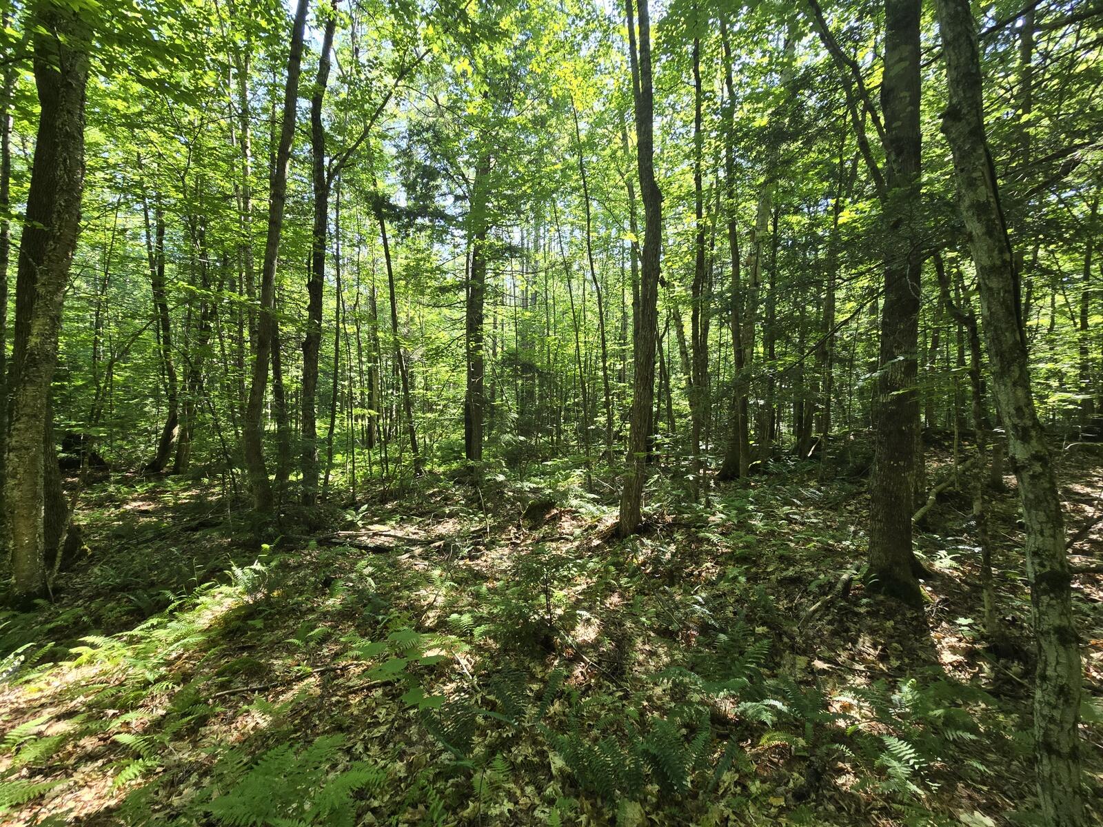 Lot 67 Temple Road Temple, ME 04984 - Photo 16 of 37 20260629_092544