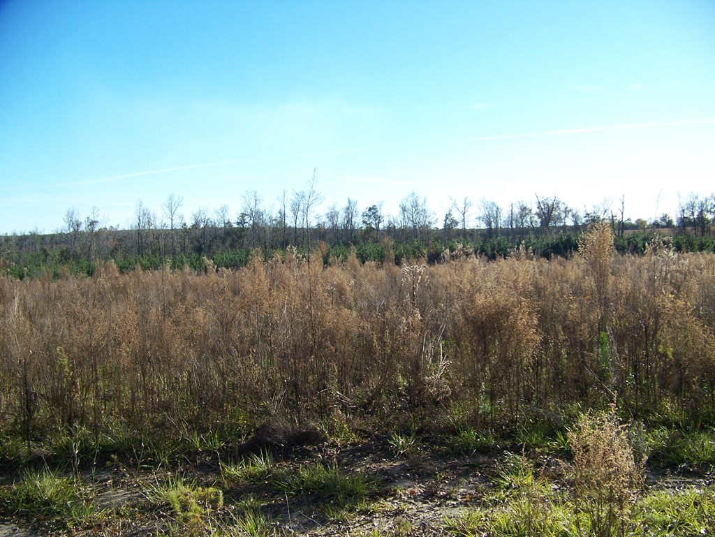 320 A Goodson Road Columbia, AL 36319 - Photo 6 of 8