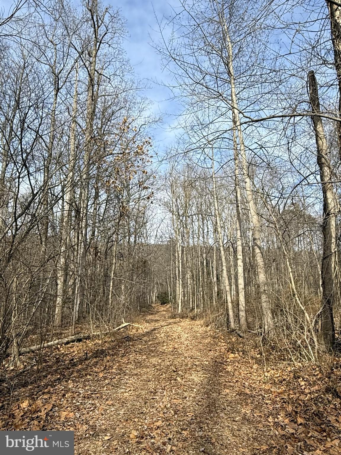 Serene woodland path under a clear sky.